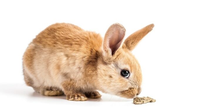 Foods That Are Fatal To Rabbits