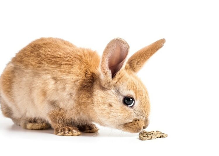 Can Rabbits Eat Sweet Corn? MyPetCareJoy