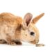 Foods That Are Fatal To Rabbits