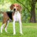 How To Groom American Foxhound