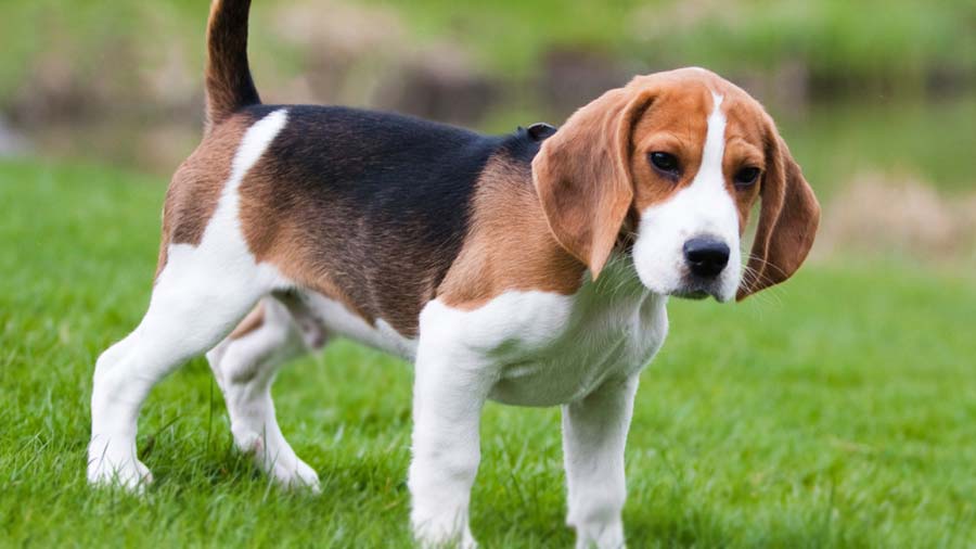 How To Groom American-Foxhound