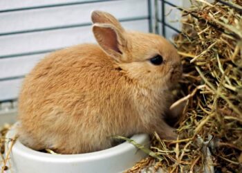 Is Botanical Hay Good For Rabbits