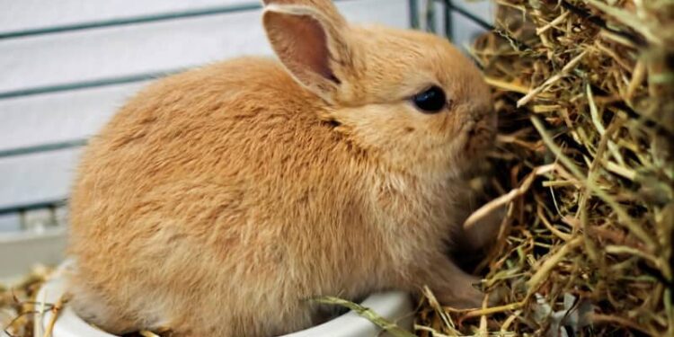 Is Botanical Hay Good For Rabbits