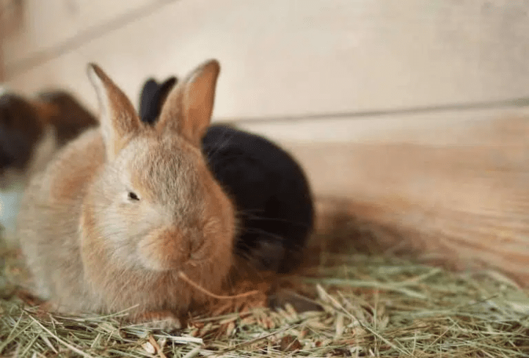 Is Botanical Hay Good For Rabbits? MyPetCareJoy
