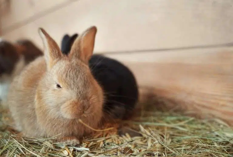 Is Botanical Hay Good For-Rabbits
