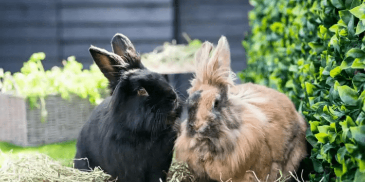 Is Meadow Hay Good For Rabbits