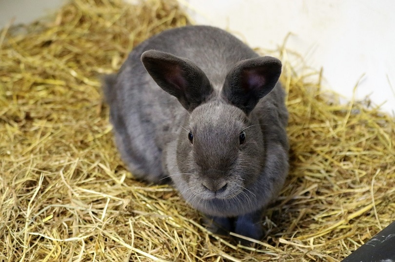Is Meadow Hay Good For-Rabbits