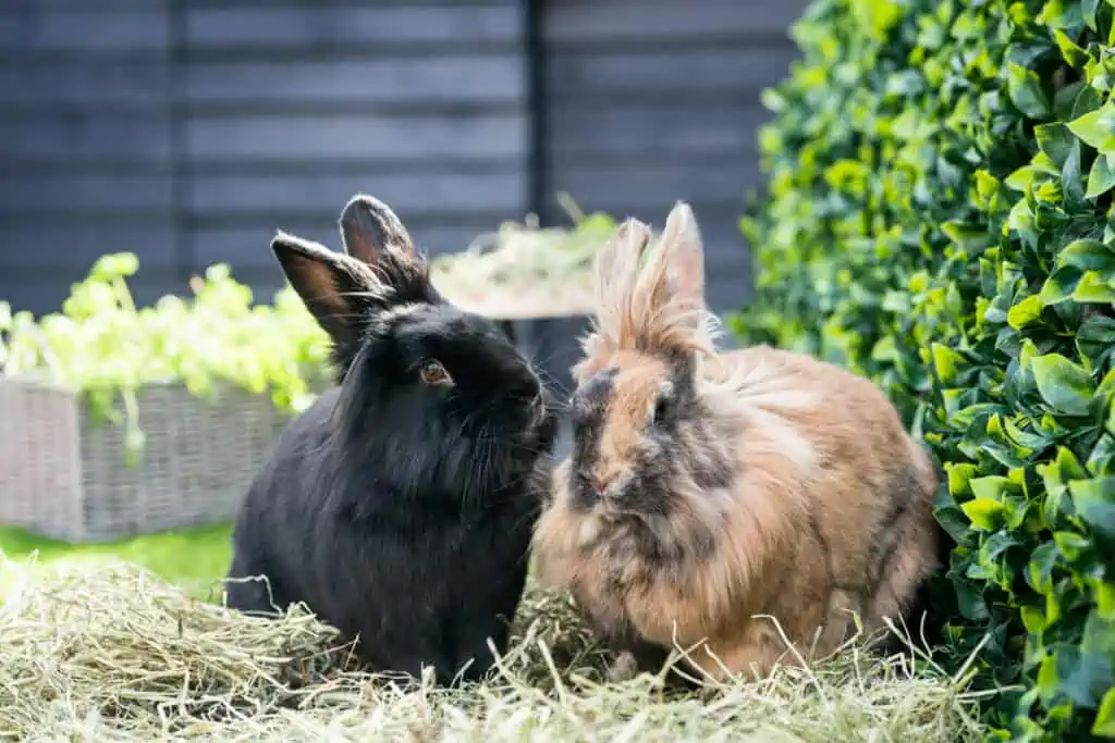 Is Meadow Hay Good For Rabbits MyPetCareJoy