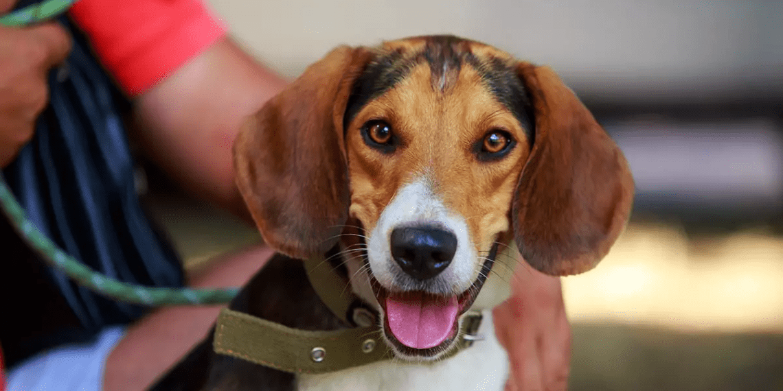 Leash For American Foxhound