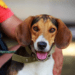 Leash For American Foxhound