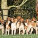 Top Activities For American-Foxhounds