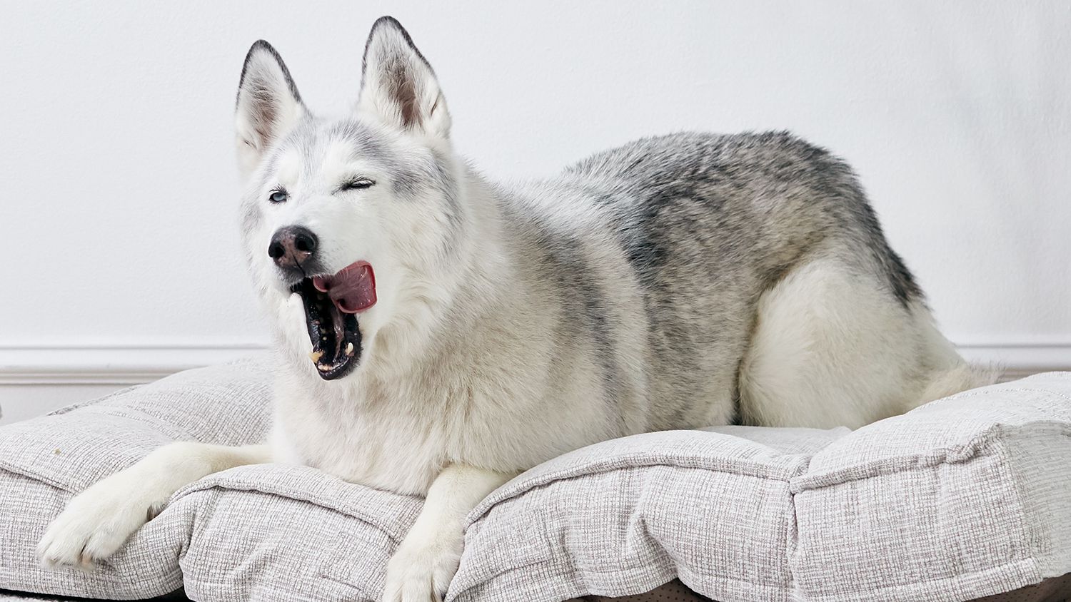 Why Do Dogs-Yawn