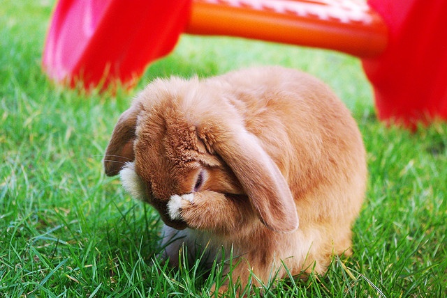Why Do Rabbits Rub Their-Faces