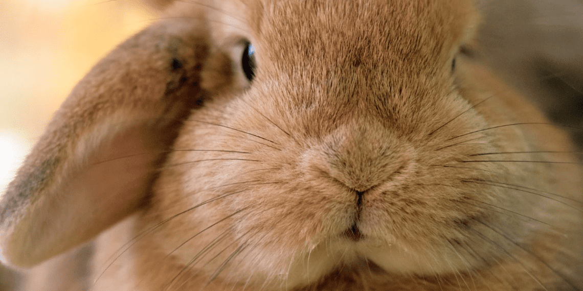 Why Do Rabbits Wiggle Their Nose? MyPetCareJoy