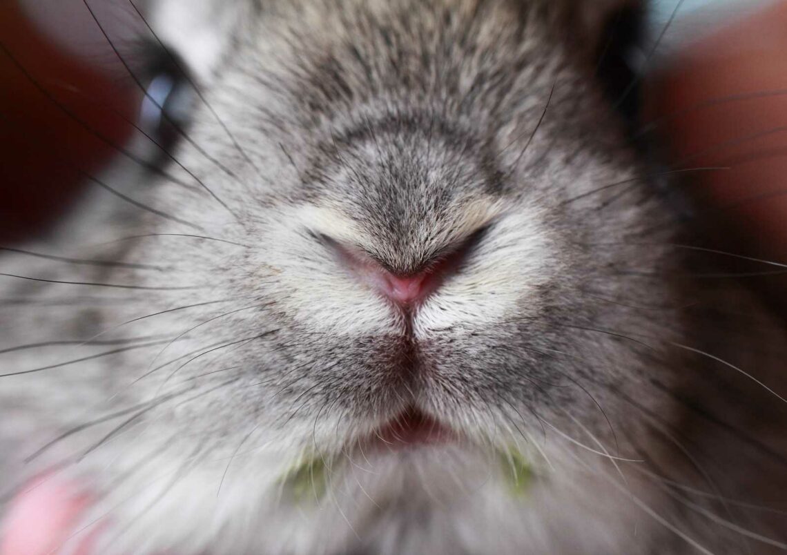 Why Do Rabbits Wiggle Their Nose? MyPetCareJoy