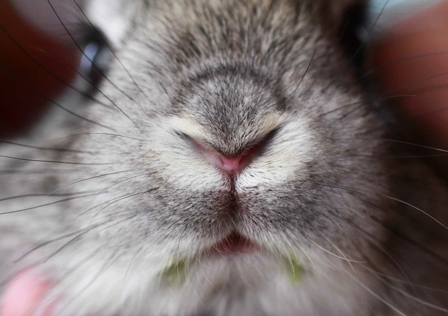 Why Do Rabbits Wiggle Their Nose? | MyPetCareJoy