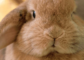 Why Do Rabbits Wiggle Their Nose