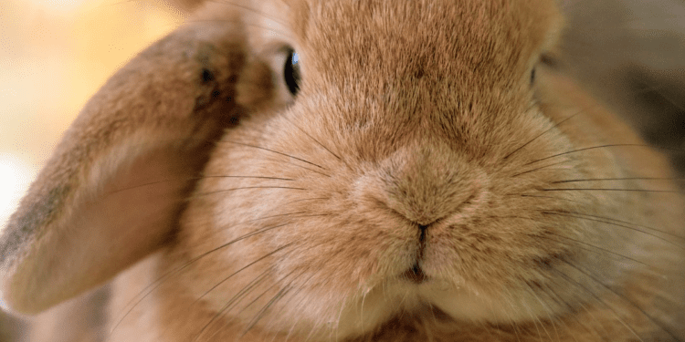 Why Do Rabbits Wiggle Their Nose