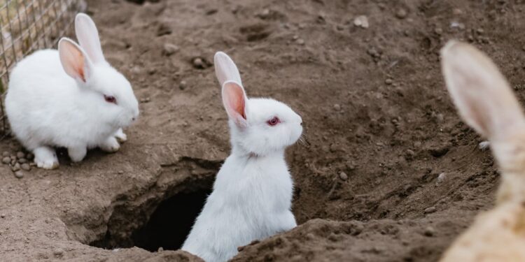 Why Does My Rabbit Dig