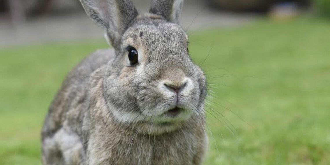 Why Is My Rabbit Chewing Without Food In Its Mouth? MyPetCareJoy