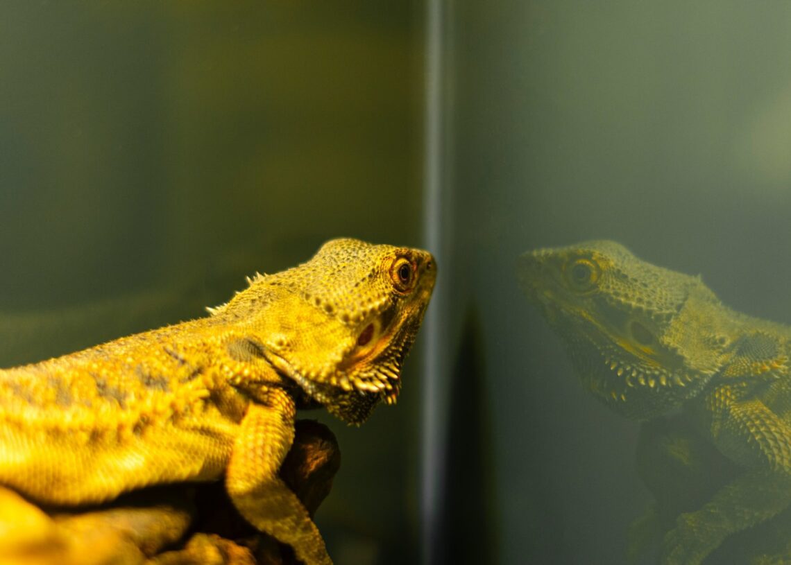 6 Best Dehumidifier for Bearded Dragons for 2024 | MyPetCareJoy