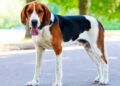 Best Dog Ear Cleaner For American Foxhound
