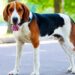Best Dog Ear Cleaner For American Foxhound