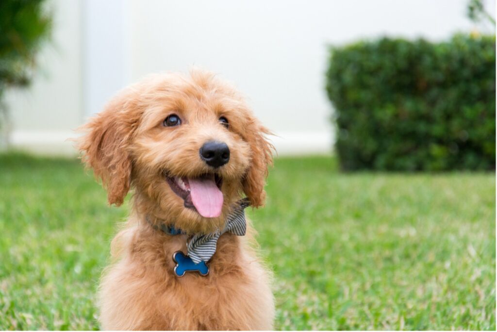 Goldendoodle