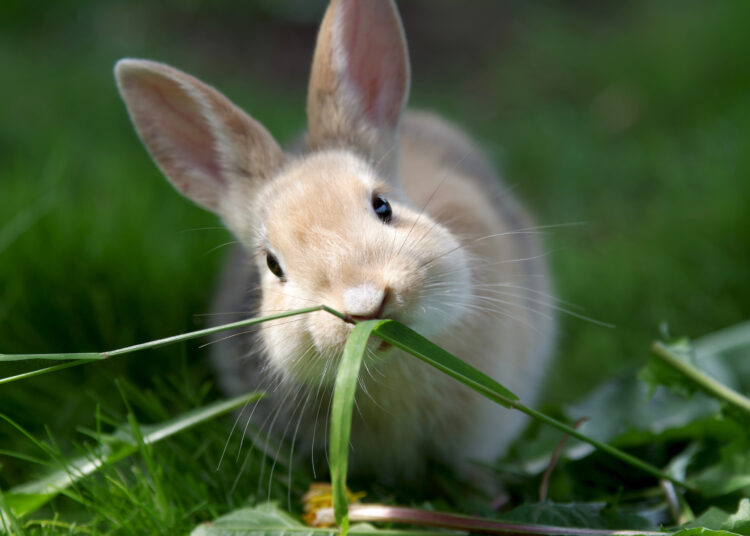 How Do Rabbits Stay Warm In Winter? MyPetCareJoy