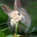 Will Rabbits Stop Eating When Full