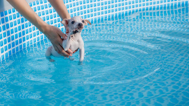 Do American Hairless Terriers Like-To-Swim