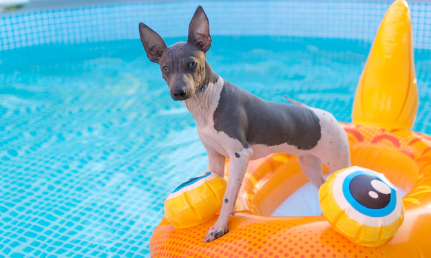 Do American Hairless Terriers Like To Swim