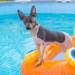 Do American Hairless Terriers Like To Swim