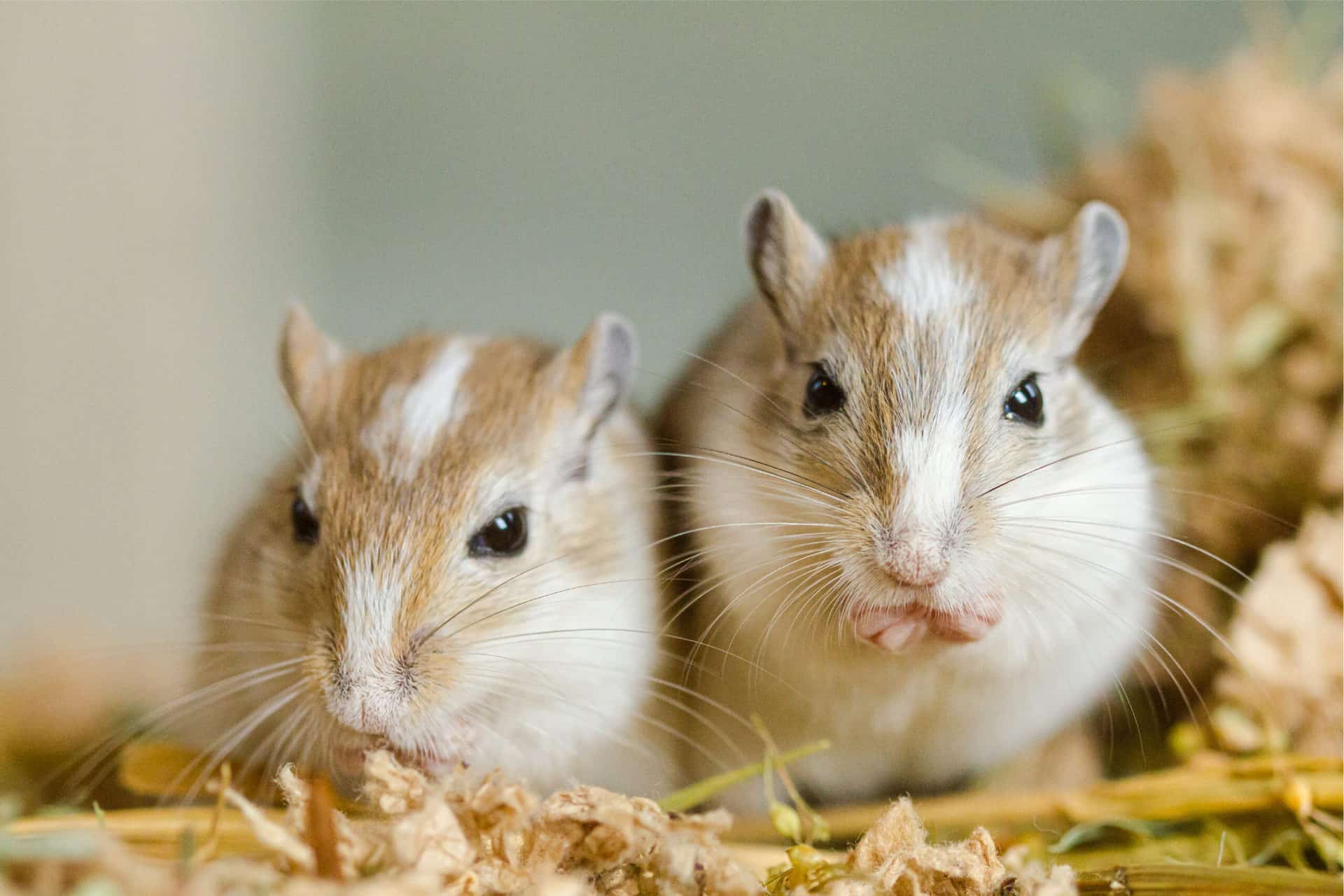 10 Things To Know About Keeping Gerbil As-A-Pet