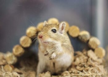 10 Things To Know About Keeping Gerbil As A-Pet