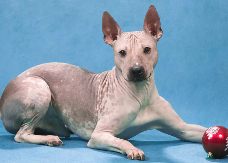 5 Best Dog Brushes For American Hairless Terriers MyPetCareJoy