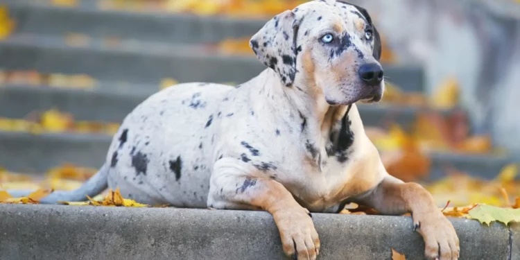 All About American Leopard Hound
