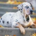 All About American Leopard Hound