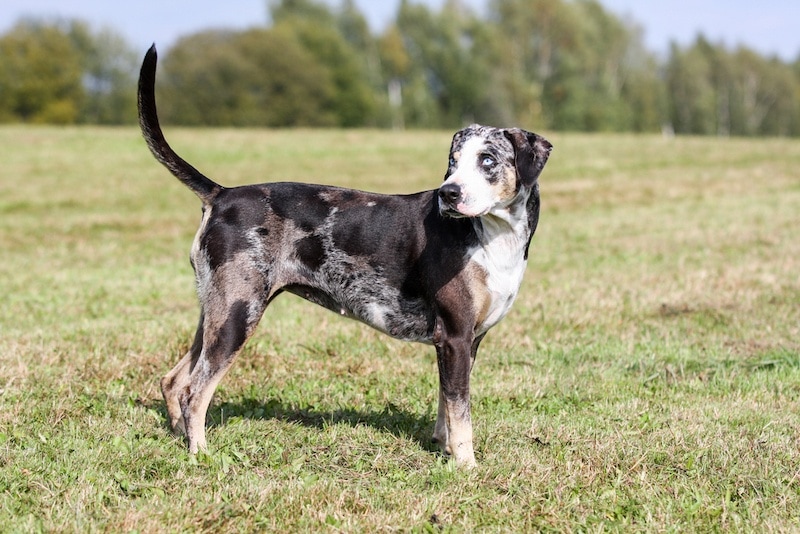 All About American Leopard-Hound
