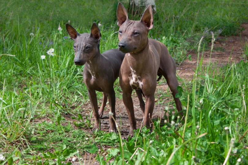 Are American Hairless Terriers Good With-Cats