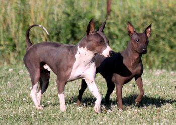 Are American Hairless Terriers Good With Cats