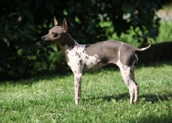 Best Dog Brushes For American Hairless Terriers