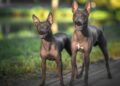Best Dog Treats For American Hairless Terriers