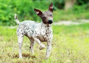 Best Foods For American Hairless Terrier