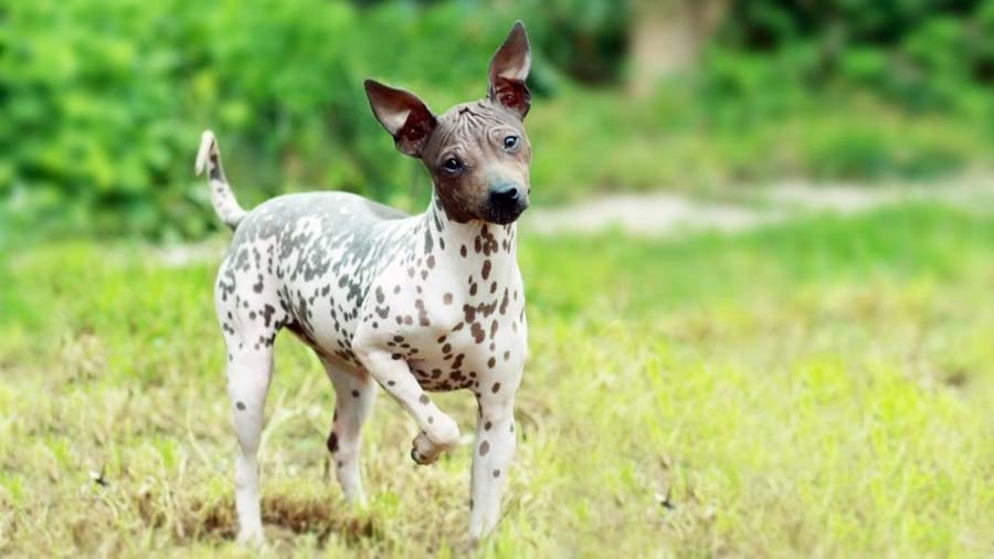 Can American Hairless Terrier Dog Be Left-Alone