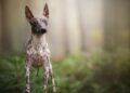 Can American Hairless Terrier Dog Be Left Alone