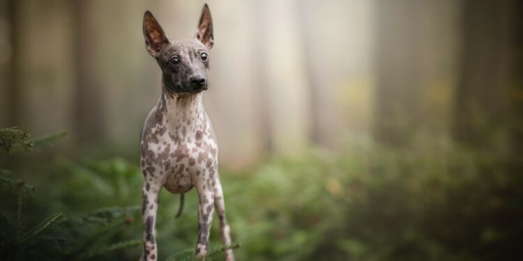 Can American Hairless Terrier Dog Be Left Alone