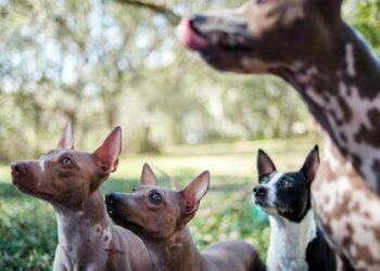 Can American Hairless Terriers Live In apartments