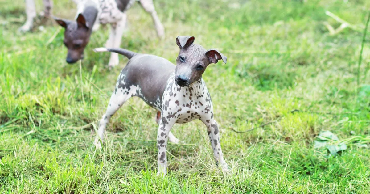 Can American Hairless Terriers Live In-apartments