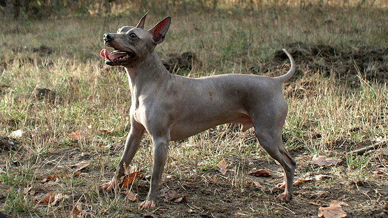 Do American Hairless Terriers Bark A-Lot